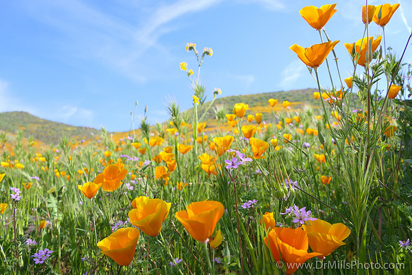 A - PoppyField_new